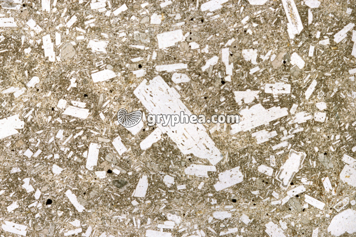 Trachyte LPNA x3,5 - gryphea.com